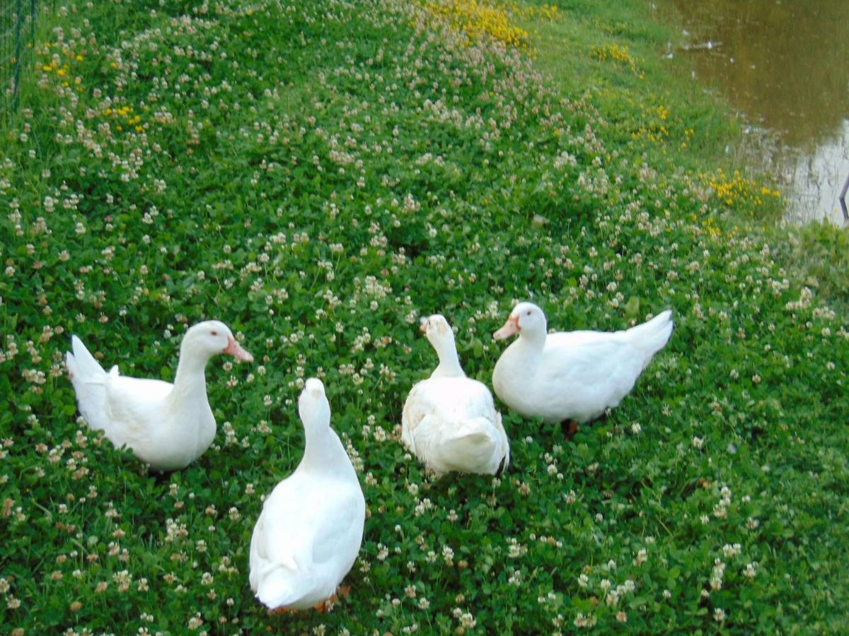 Agriturismo Circugnano Grassina Extérieur photo